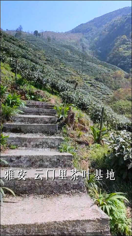 高山蒙顶山茶