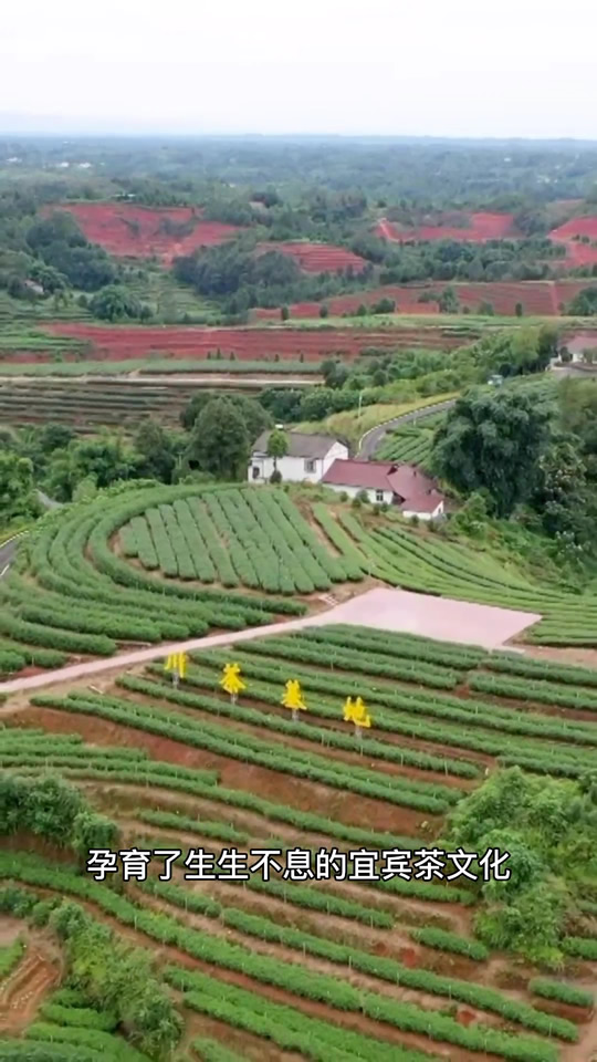 宜宾早茶