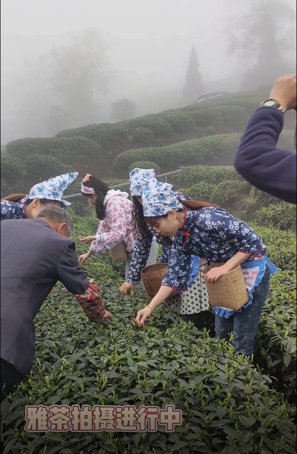雅茶