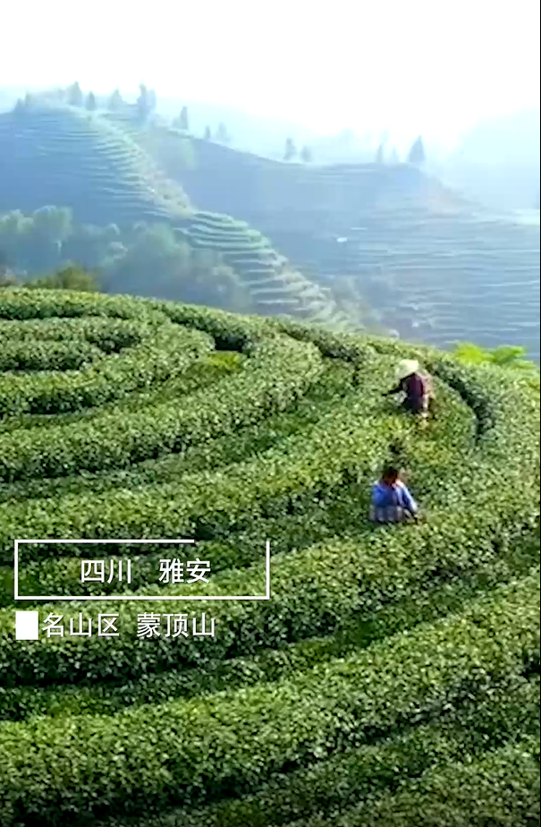 雅安蒙顶山茶