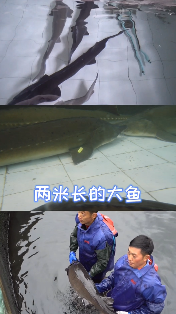 雅安市天全县鱼子酱