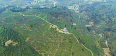 雅安茶叶-蒙顶山茶！