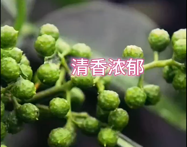 <b>走进巴中市平昌县品花椒</b>