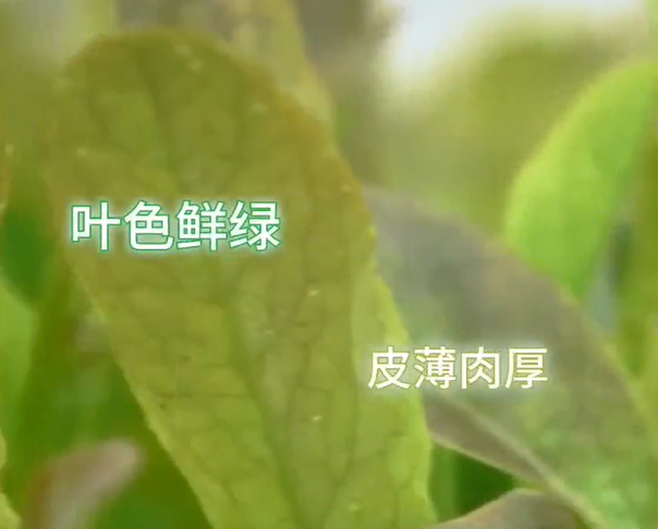 <b>走进成都市彭州市（中国西部蔬菜之乡）</b>