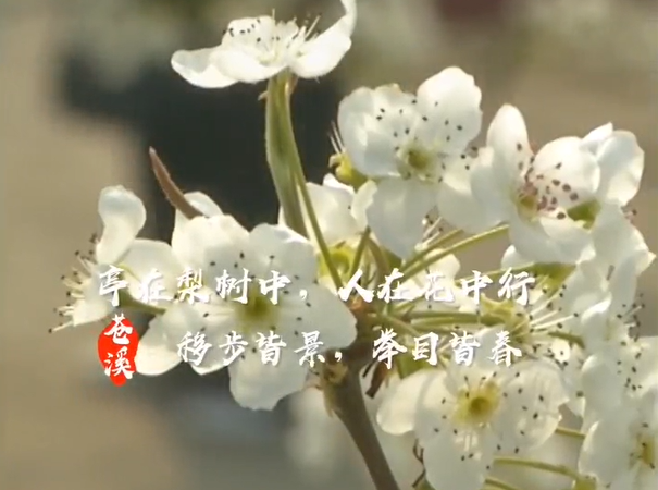 <b>走进成都市新都区 赏梨品梨</b>