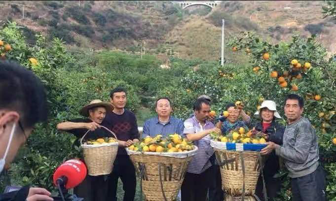阳光正好！来雅安，采茶、品果